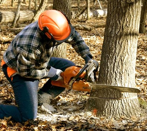 Tree Removal in Campbell, MN